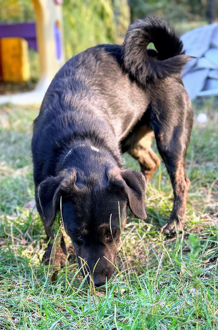 Enlarge TOBY, a Adoptable mixed breed in Fosters, AL image 2/6