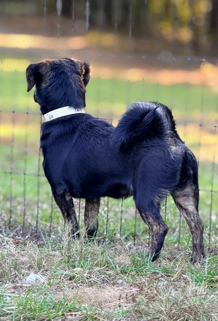 Enlarge TOBY, a Adoptable mixed breed in Fosters, AL image 4/6