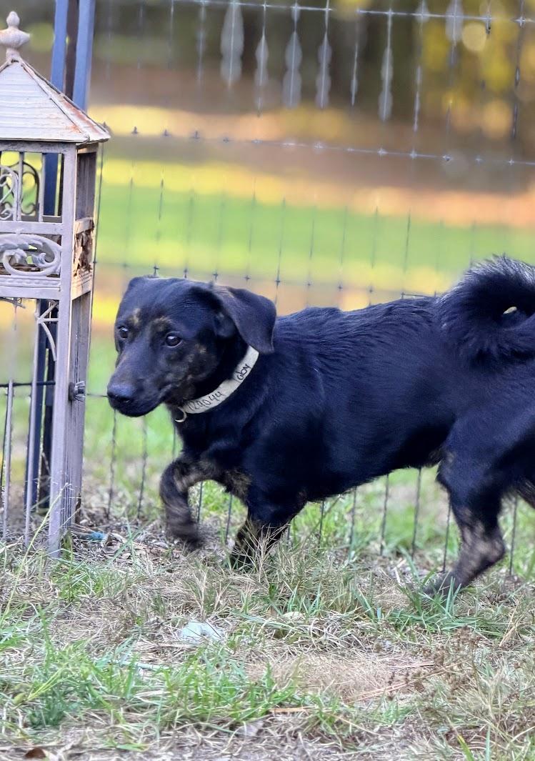 Enlarge TOBY, a Adoptable mixed breed in Fosters, AL image 5/6