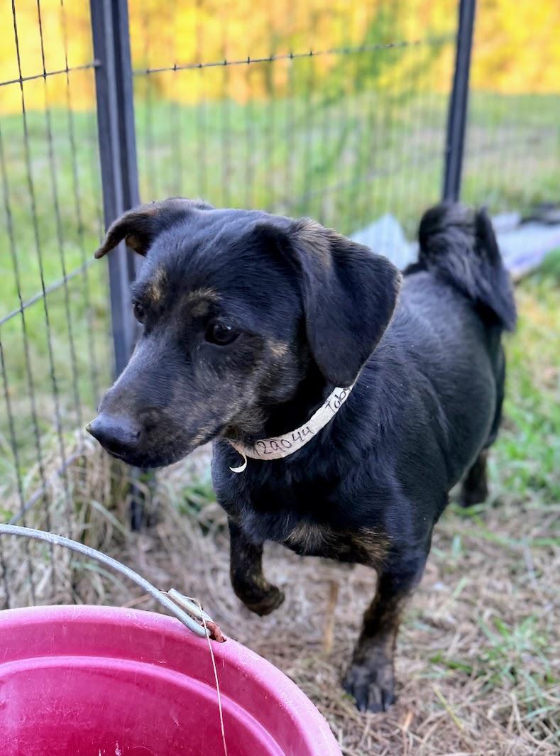 TOBY, Adoptable, Adult Male Dachshund & Wirehaired Terrier.