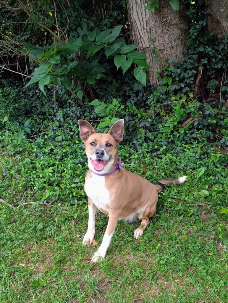 Roxie, ADOPTABLE, Adult Female Shepherd.