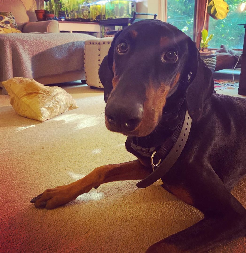 Walland, Adopted, Young Male Doberman Pinscher.