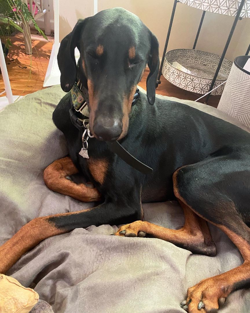 Enlarge Walland, a Adopted Doberman Pinscher in Nashville, TN image 2/3