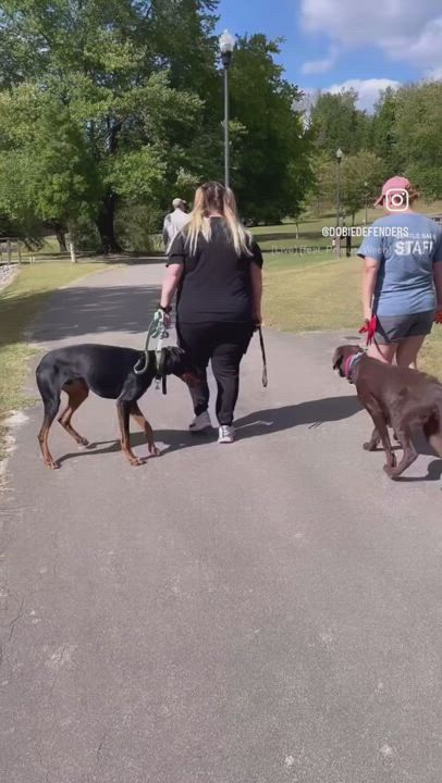 Enlarge Walland, a Adopted Doberman Pinscher in Nashville, TN video 3/3