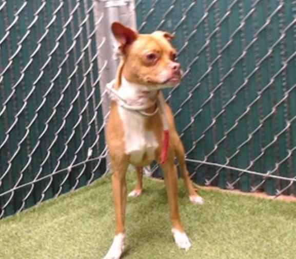 POOTIE, Adoptable, Adult Male Chihuahua.