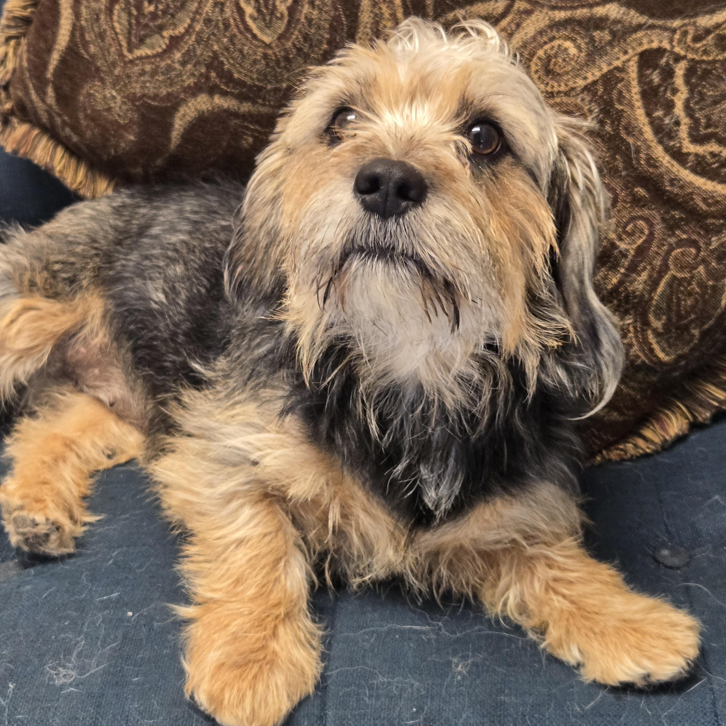 Aela, an adopted mixed breed in Normal, IL image 3/4