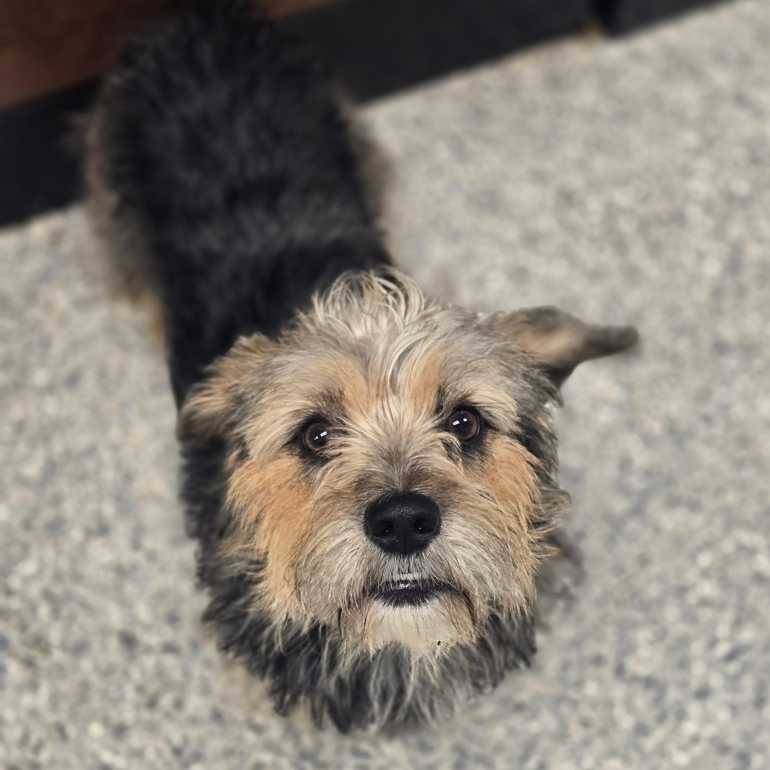 Aela, an adopted mixed breed in Normal, IL image 4/4