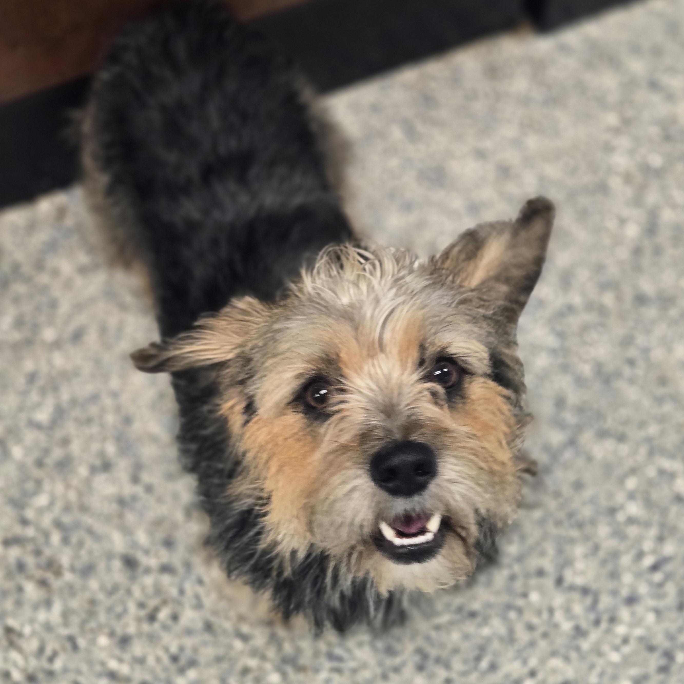 Aela, an adopted mixed breed in Normal, IL image 2/4