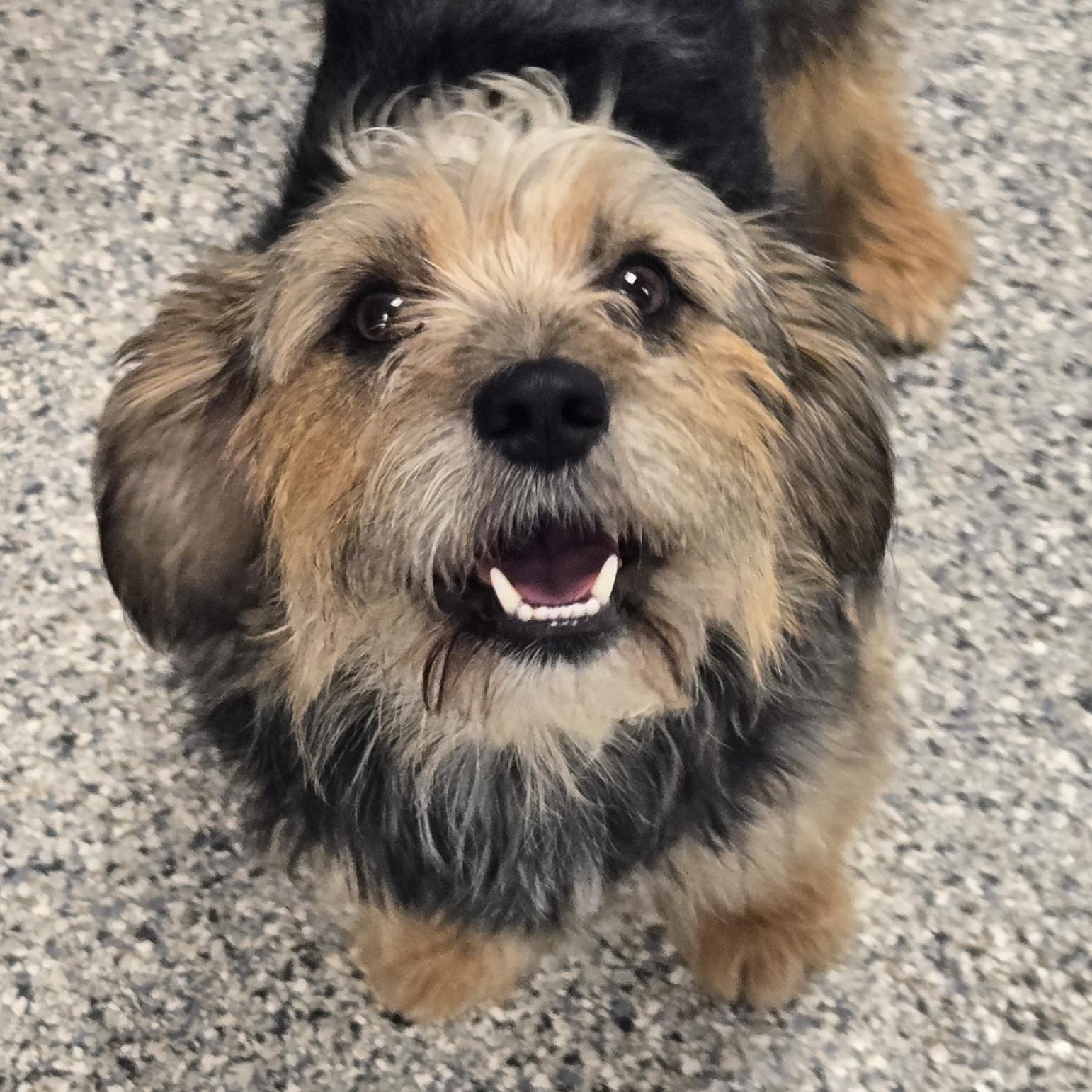 Aela, adopted, Adult Female Terrier & Mixed Breed.
