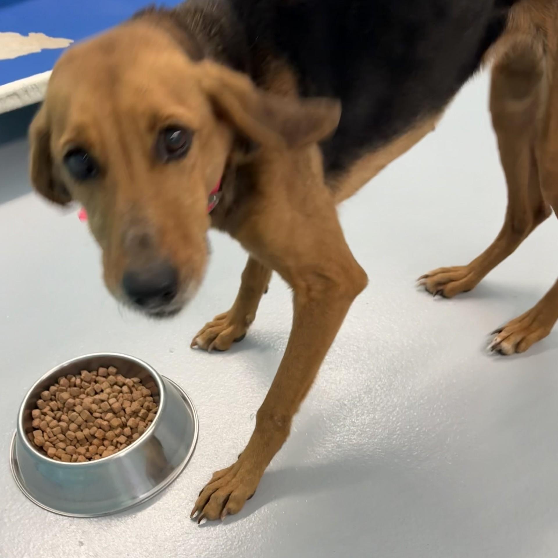 Sumo, ADOPTABLE, Adult Female Hound.