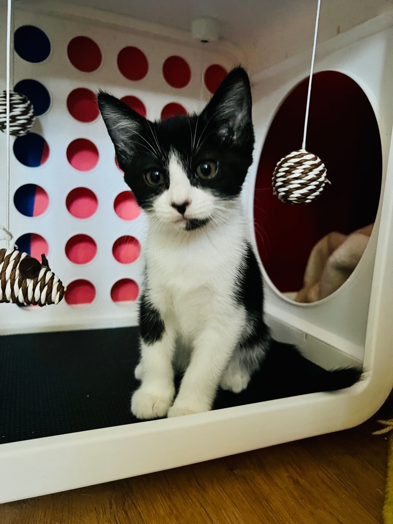 Enlarge Zorra, a Adopted Domestic Medium Hair in Indio, CA image 1/12