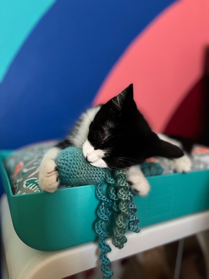 Enlarge Zorra, a Adopted Domestic Medium Hair in Indio, CA image 2/12