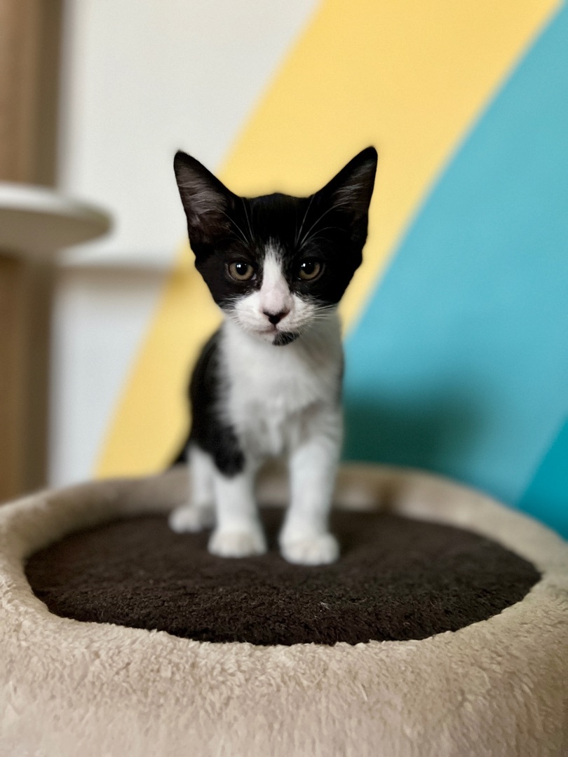 Enlarge Zorra, a Adopted Domestic Medium Hair in Indio, CA image 3/12