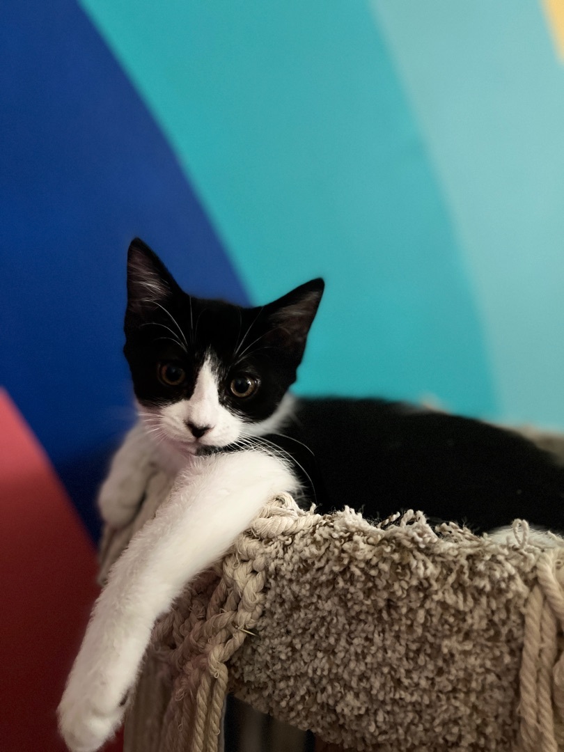 Enlarge Zorra, a Adopted Domestic Medium Hair in Indio, CA image 5/12