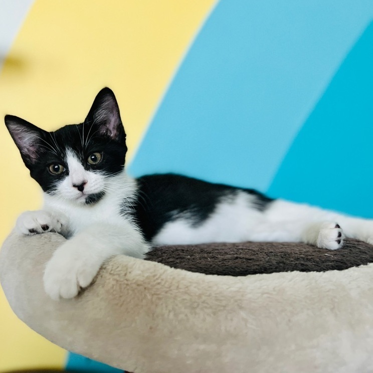 Enlarge Zorra, a Adopted Domestic Medium Hair in Indio, CA image 6/12