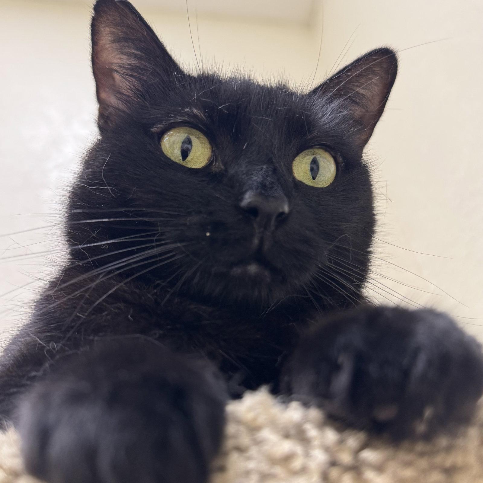 Enlarge Coco, a Adoptable Domestic Short Hair in Winchendon, MA image 1/3