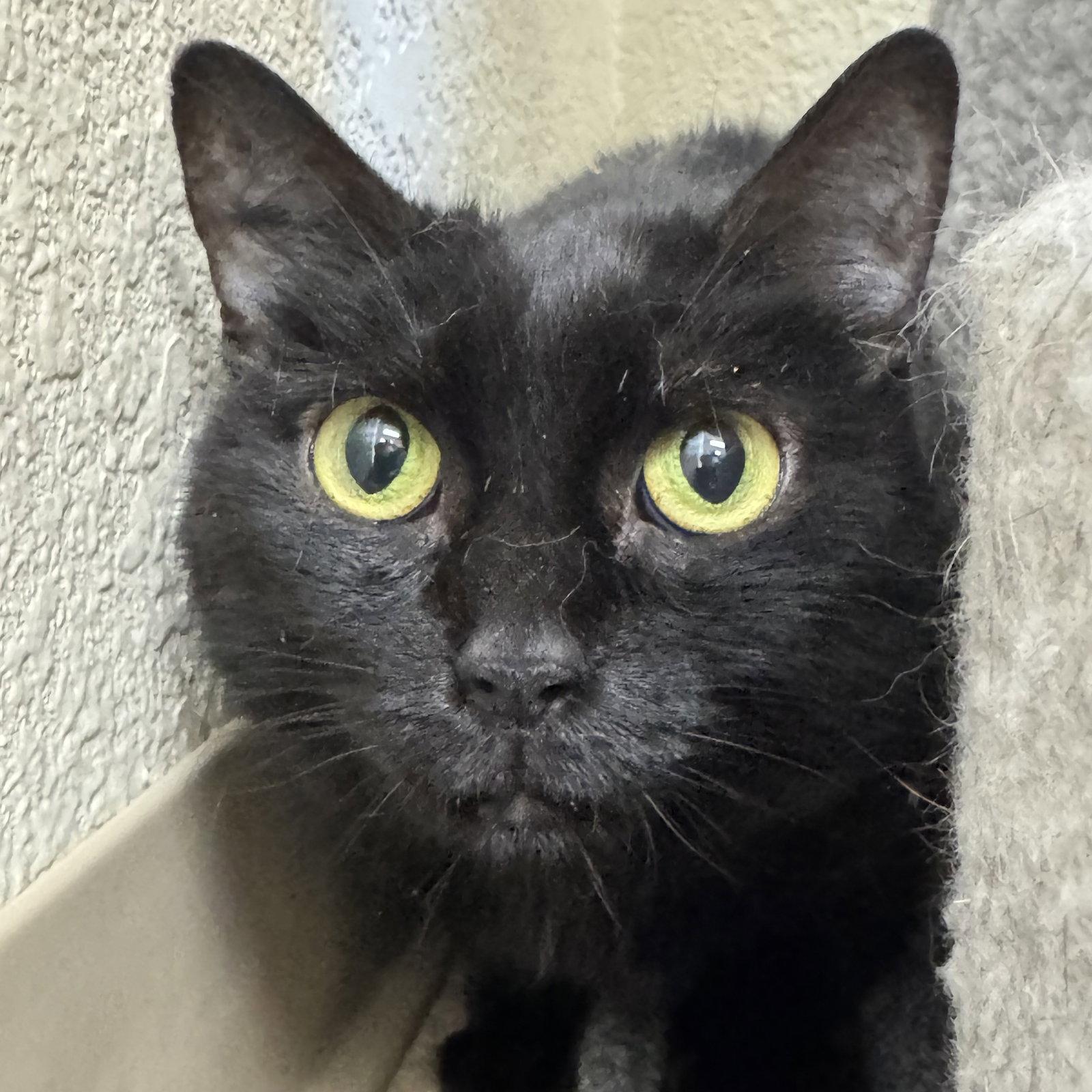 Coco, Adoptable, Adult Female Domestic Short Hair.