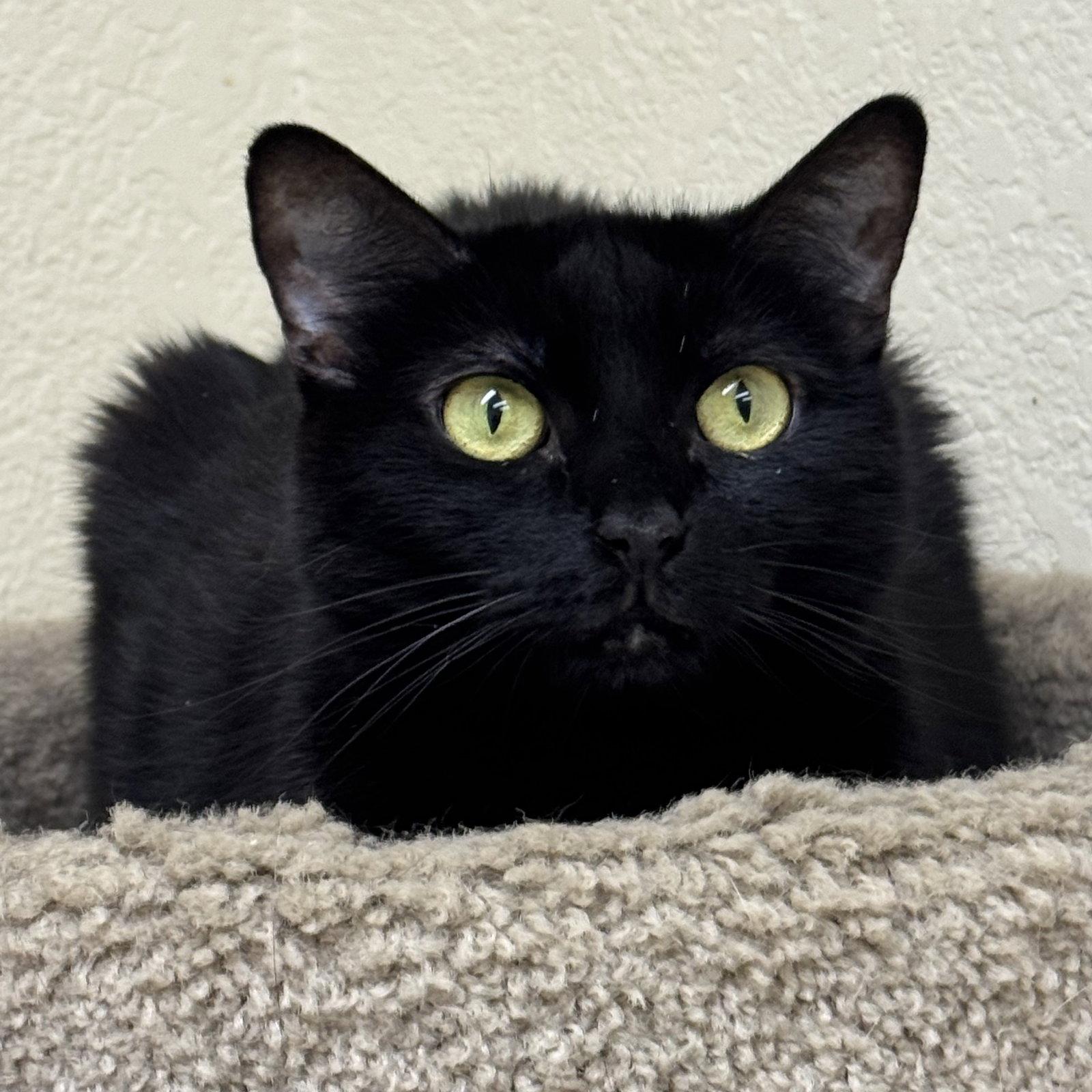 Coco, Adoptable, Adult Female Domestic Short Hair.