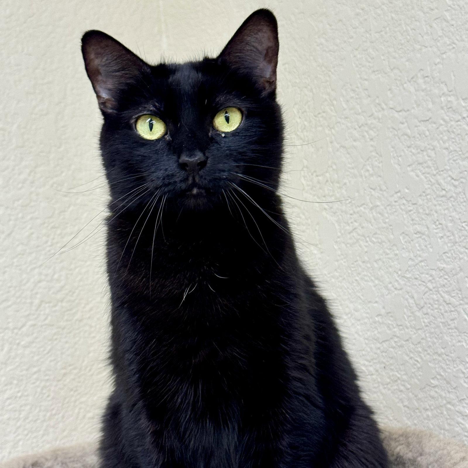 Coco, a Adoptable Domestic Short Hair in Winchendon, MA image 2/3