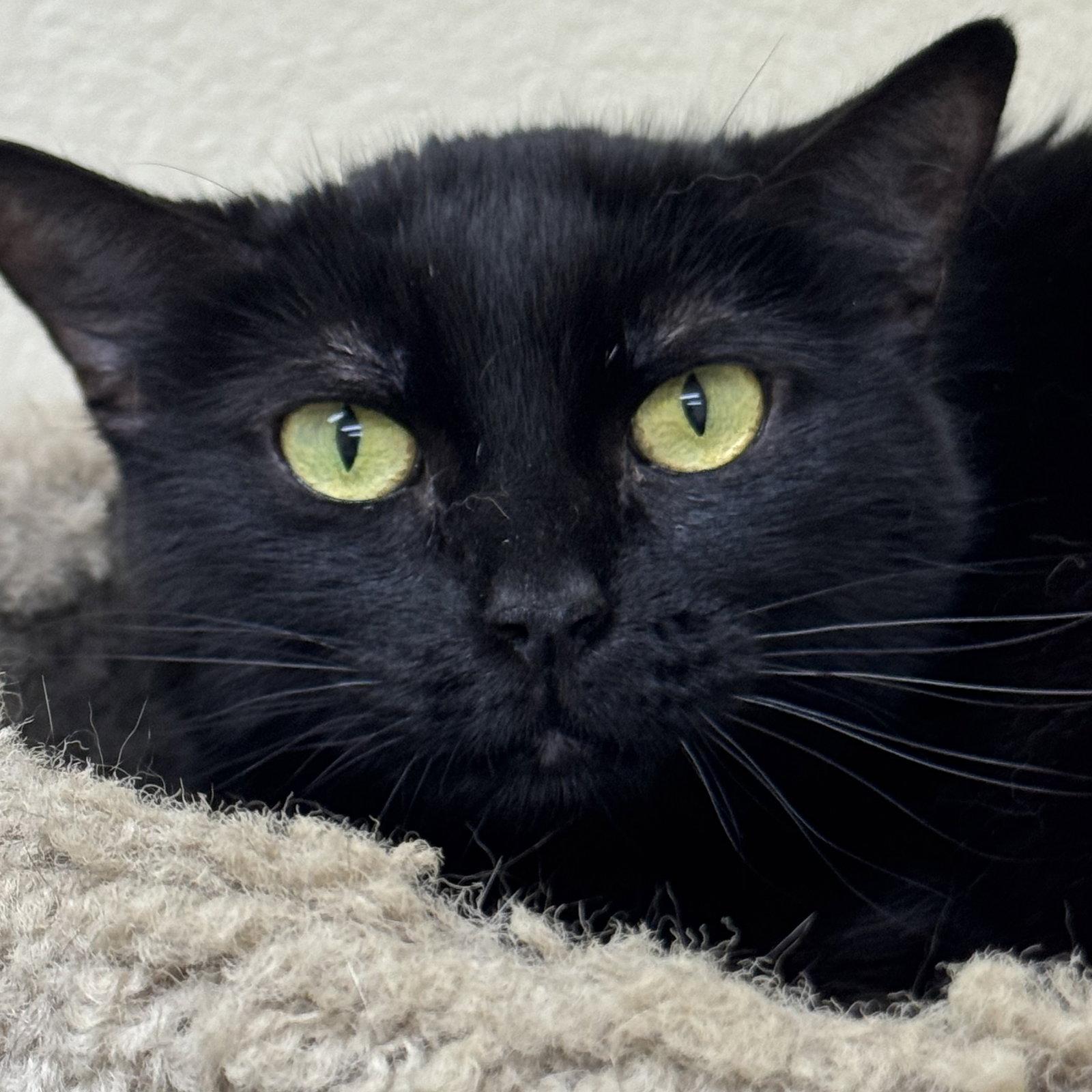 Coco, a Adoptable Domestic Short Hair in Winchendon, MA image 3/3