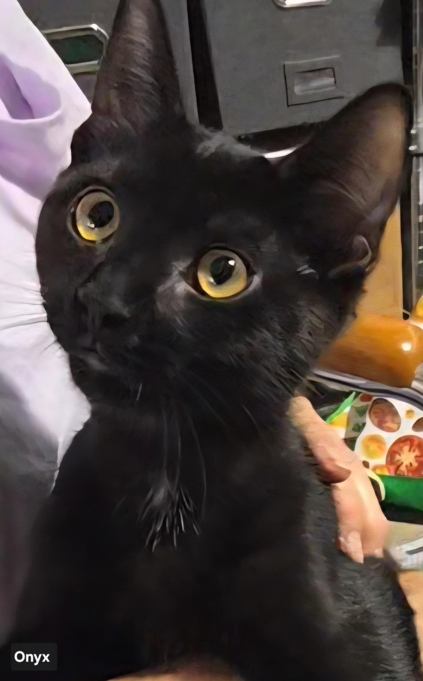 Onyx, ADOPTABLE, Young Male Domestic Short Hair.