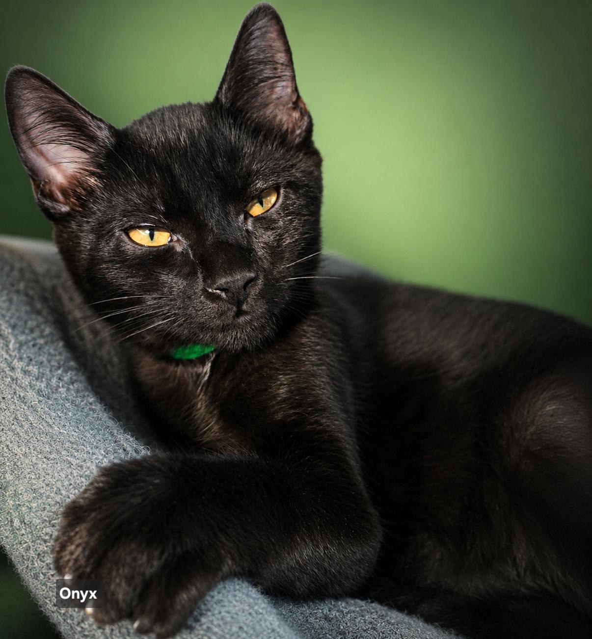 Enlarge Onyx, a ADOPTABLE Domestic Short Hair in Stevensville, ON image 1/1