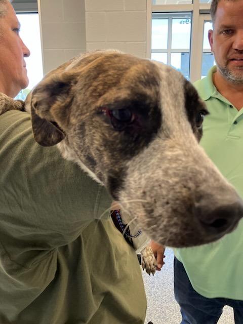 Enlarge Griz (Has more Spots), a Adoptable mixed breed in Mustang, OK image 1/1