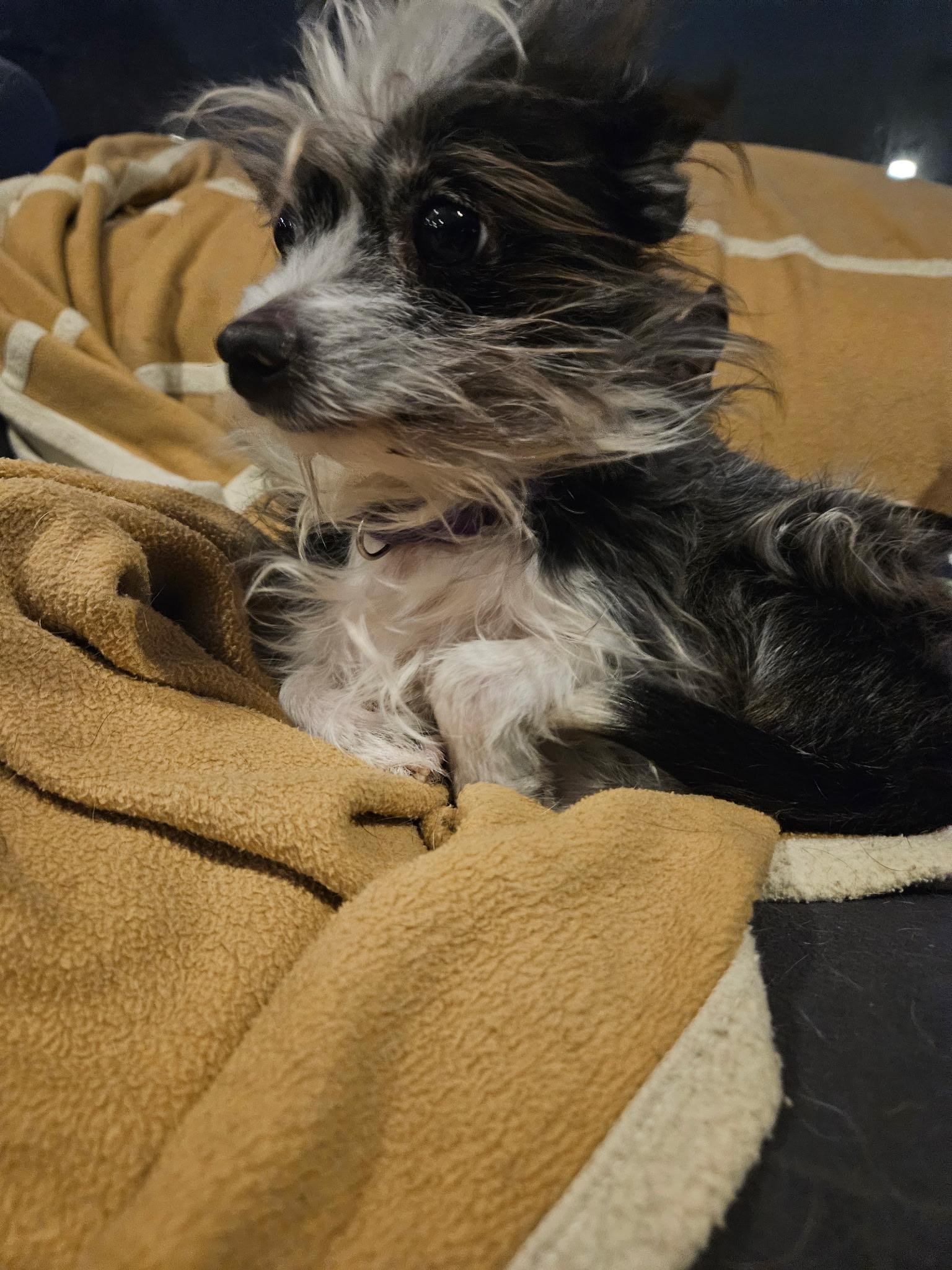 Scooter, a ADOPTABLE mixed breed in Tunkhannock, PA image 1/2