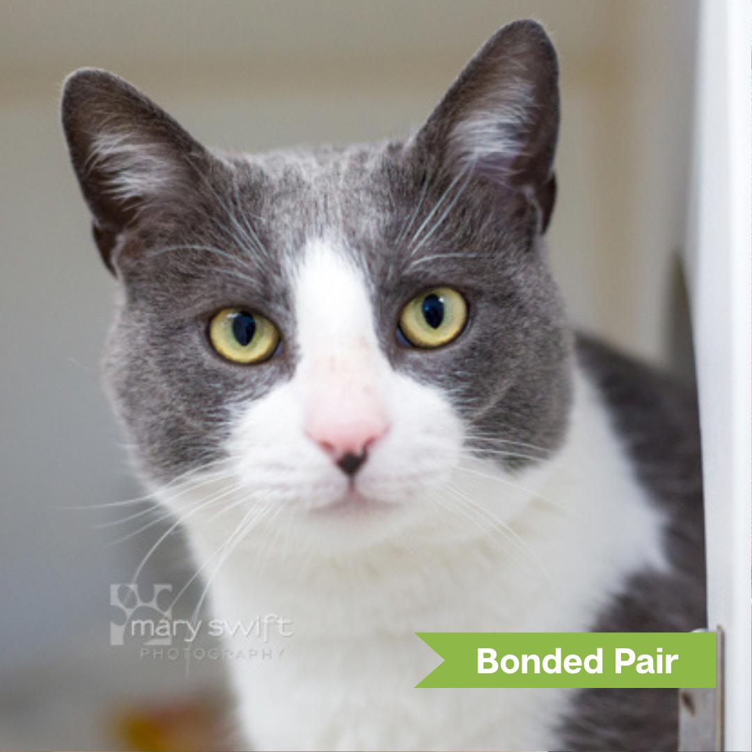 Balboa (bonded w/ Draco), ADOPTABLE, Adult Male Domestic Short Hair.