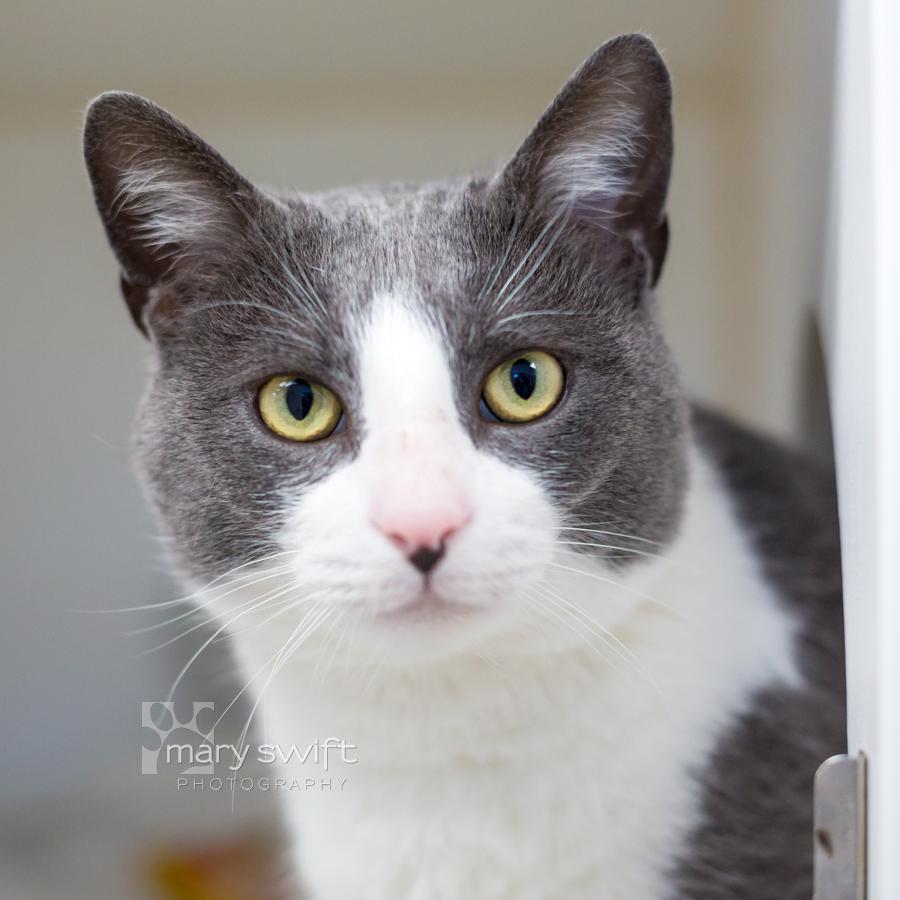 Enlarge Balboa, a ADOPTABLE Domestic Short Hair in Reisterstown, MD image 1/2