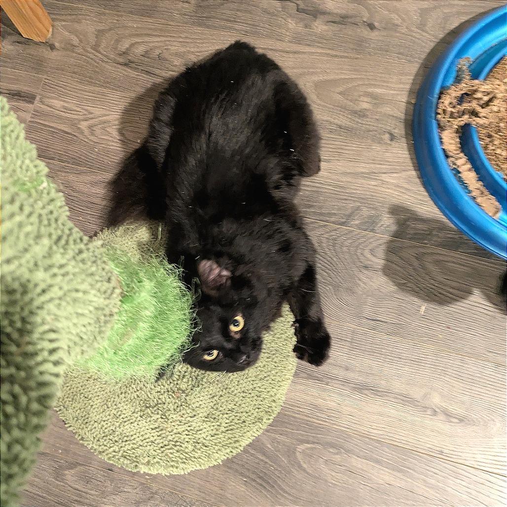 Enlarge Ponyo, a Adoptable Domestic Medium Hair in Huntsville, AL image 1/1