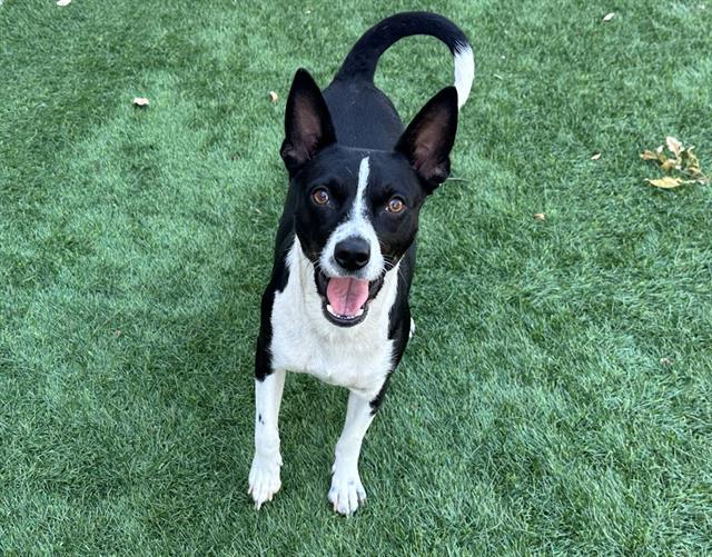 JILL, Adoptable, Adult Female Parson Russell Terrier & Mixed Breed.