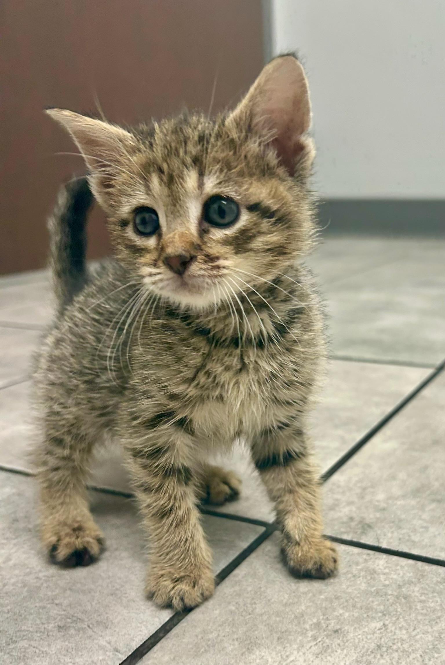 Mary Kate, adoptable, Kitten Female Domestic Short Hair.