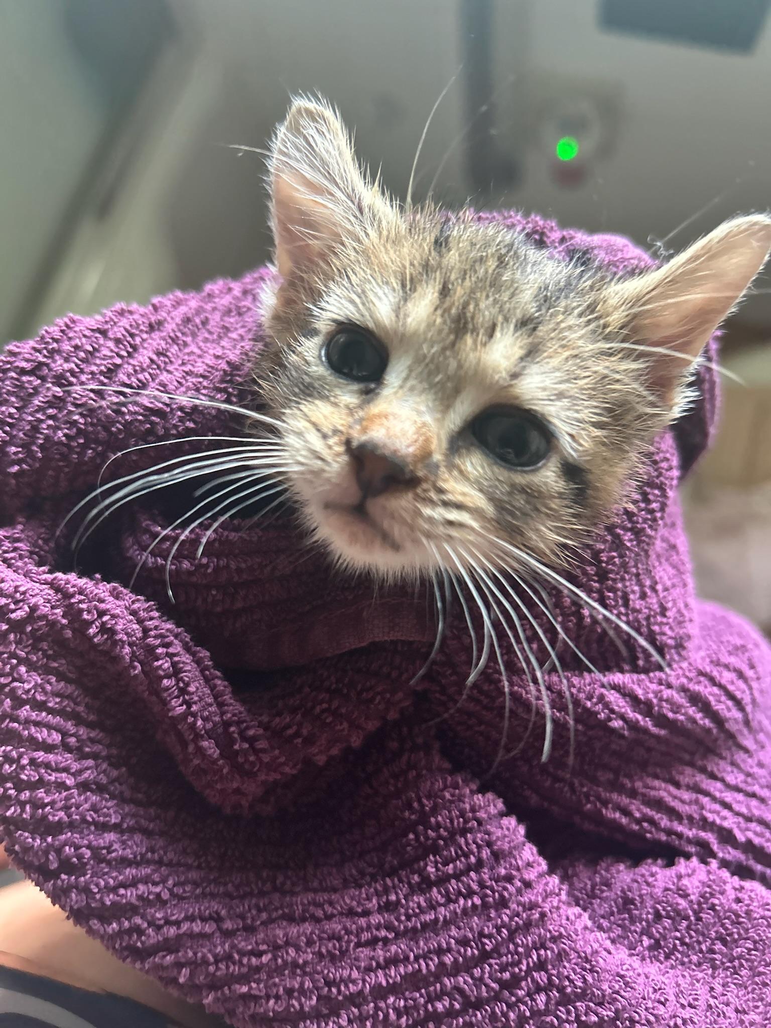 Enlarge Mary Kate, an adoptable Domestic Short Hair in Columbus, OH image 5/6