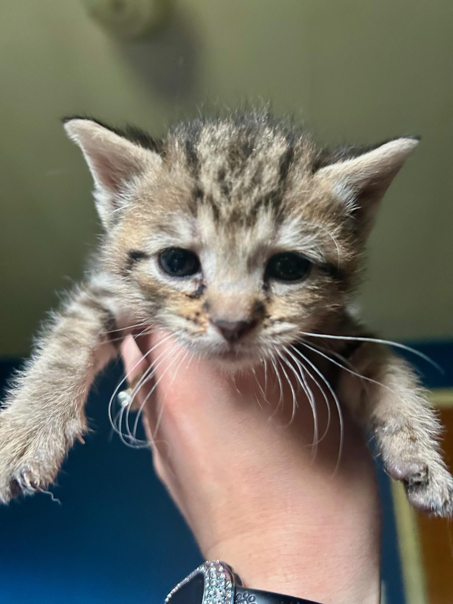 Enlarge Mary Kate, an adoptable Domestic Short Hair in Columbus, OH image 3/6