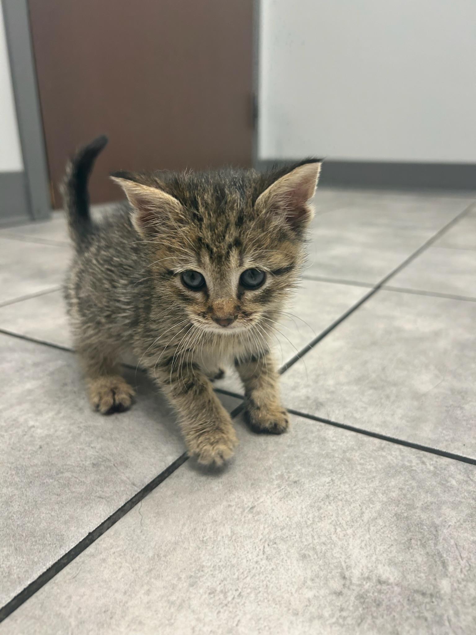 Enlarge Mary Kate, an adoptable Domestic Short Hair in Columbus, OH image 6/6