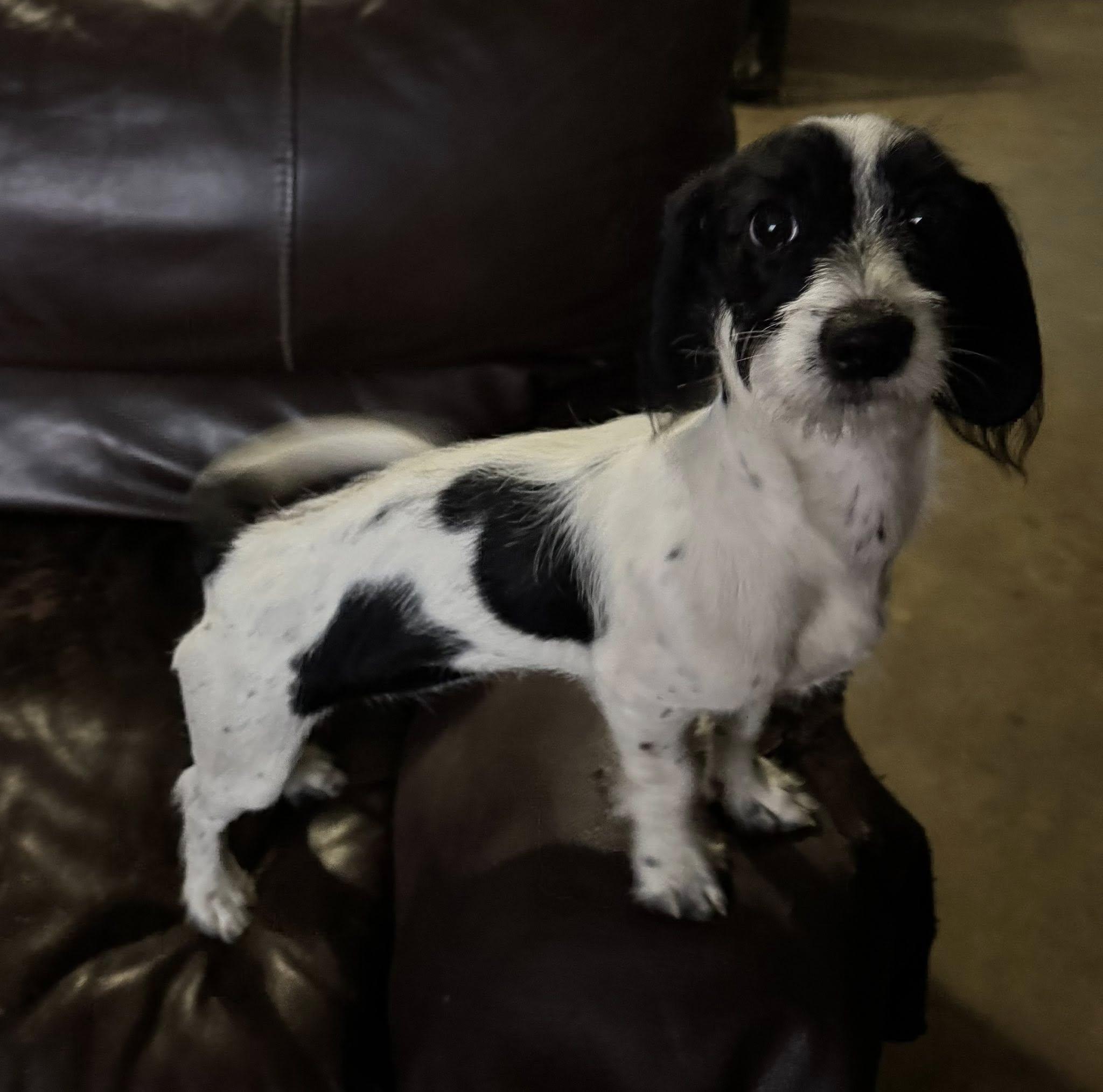 Dottie — thumbnail 2