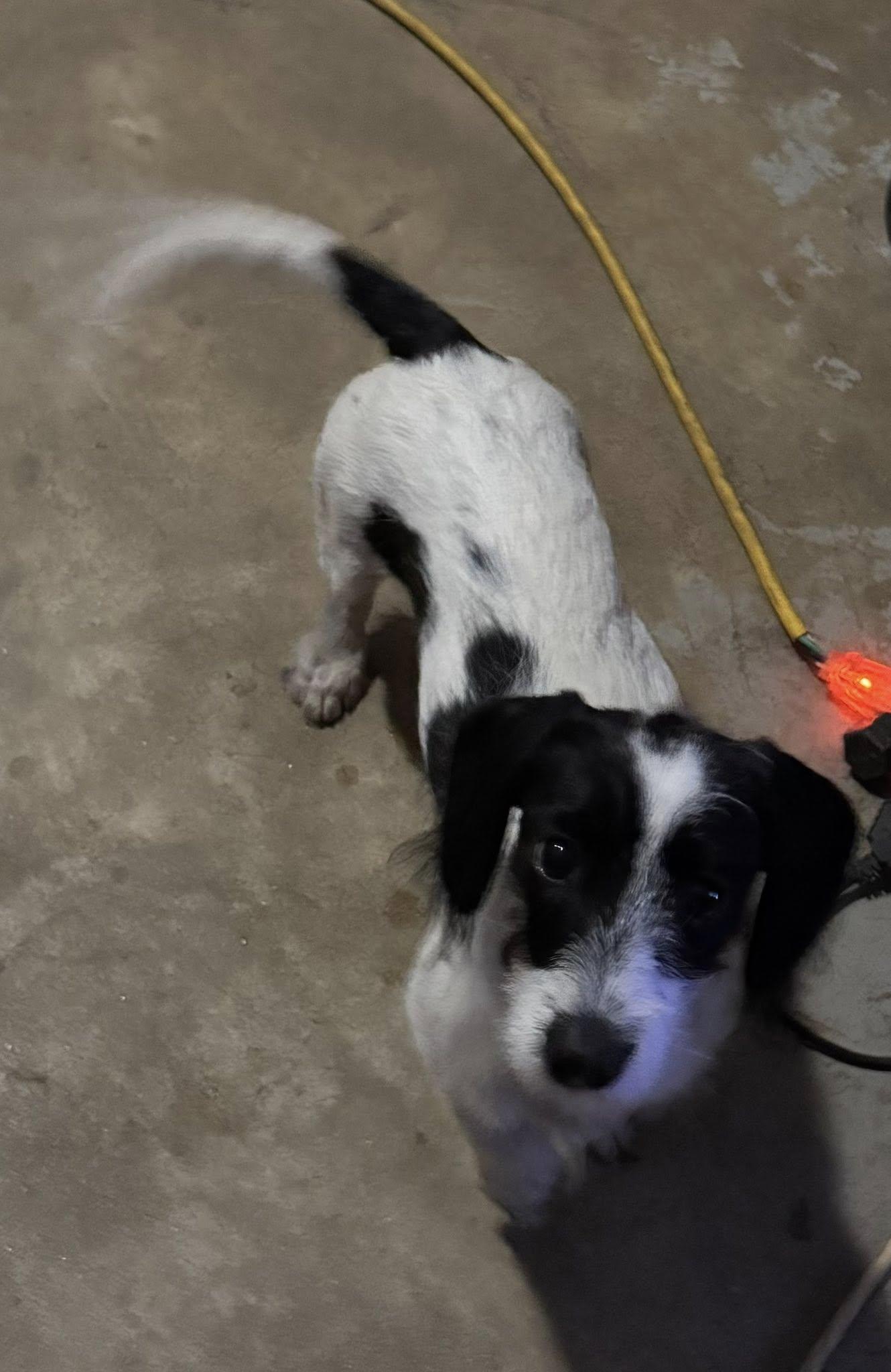 Dottie — thumbnail 3