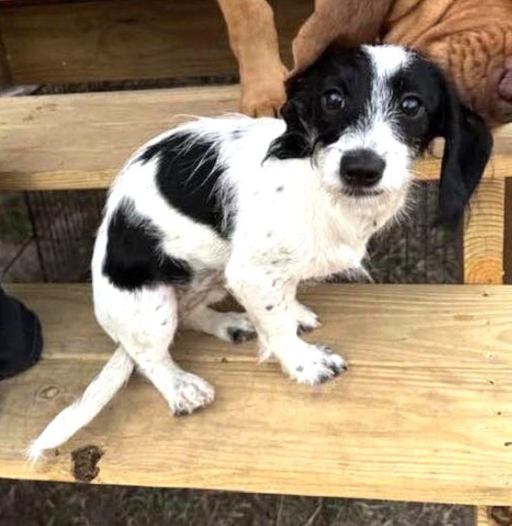 Dottie — thumbnail 4