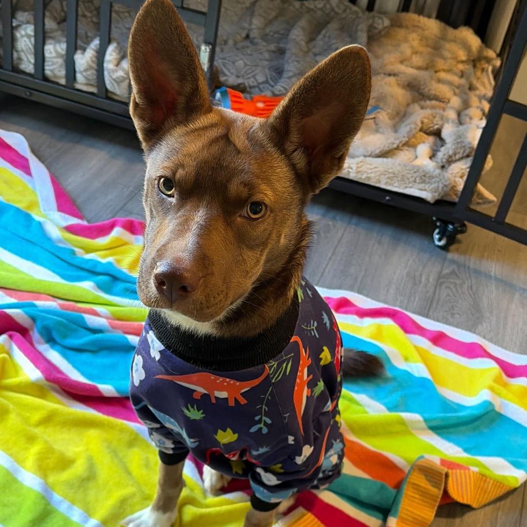 Oakley, a Adoptable mixed breed in Turlock, CA image 1/6