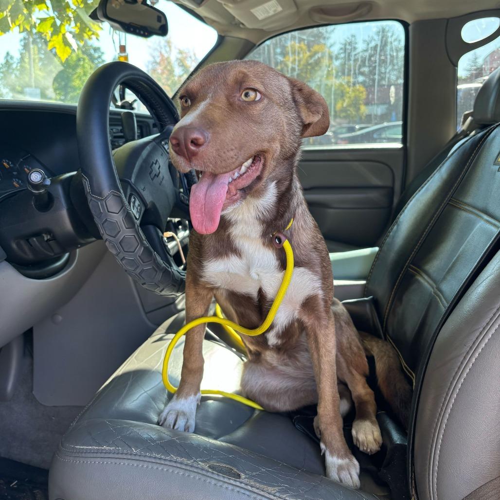 Oakley, a Adoptable mixed breed in Turlock, CA image 2/6