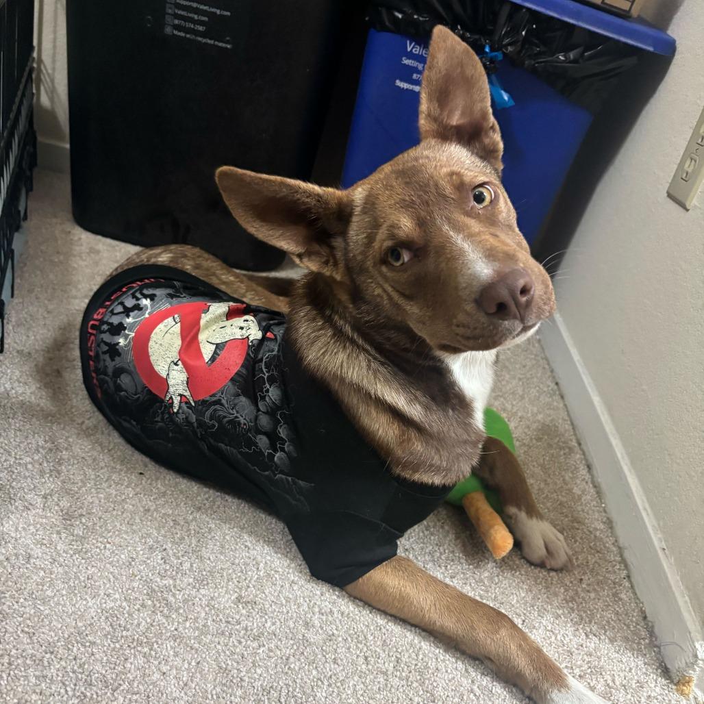 Oakley, a Adoptable mixed breed in Turlock, CA image 3/6