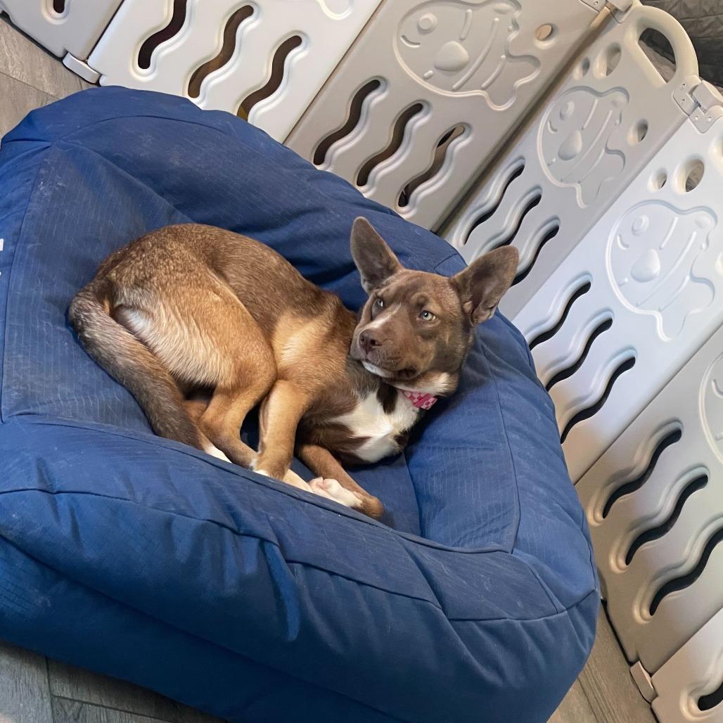 Oakley, a Adoptable mixed breed in Turlock, CA image 4/6