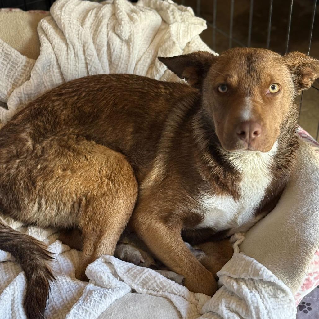 Oakley, a Adoptable mixed breed in Turlock, CA image 5/6