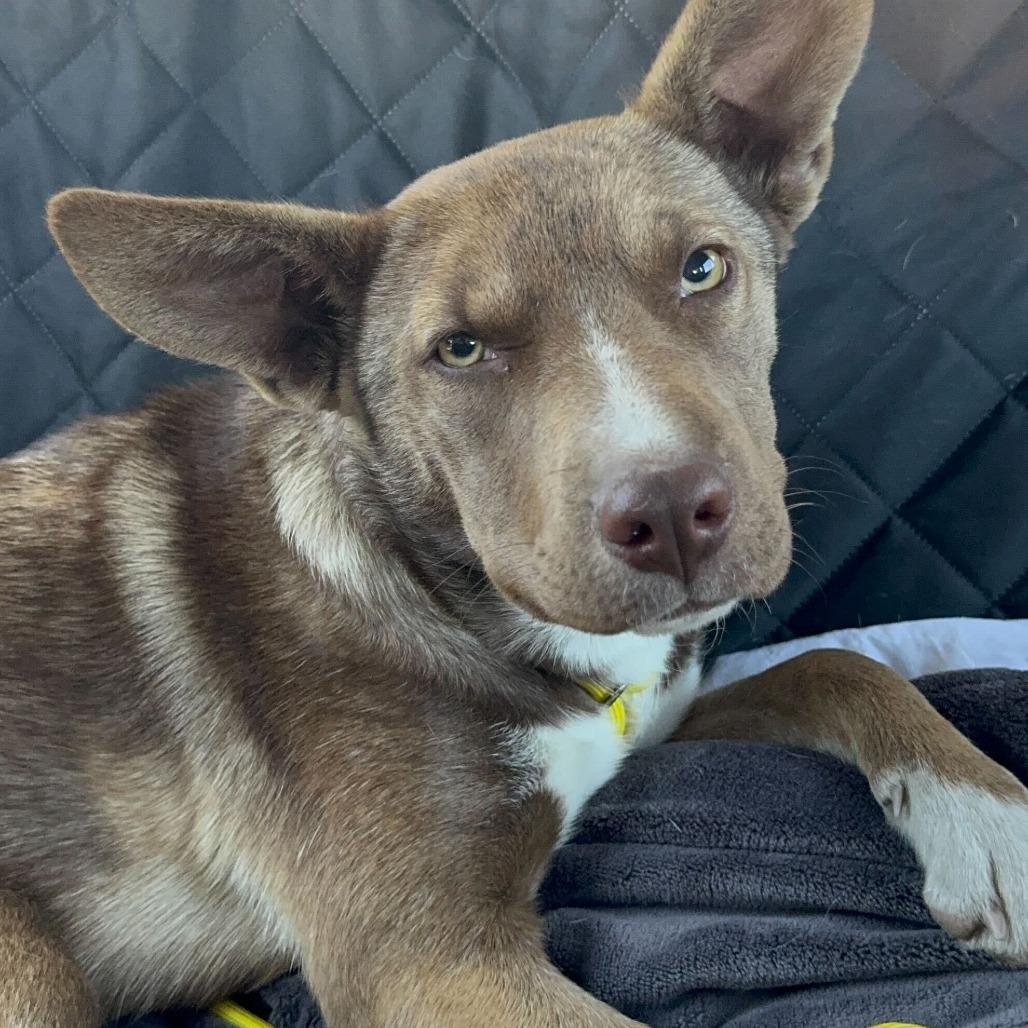 Oakley, a Adoptable mixed breed in Turlock, CA image 6/6