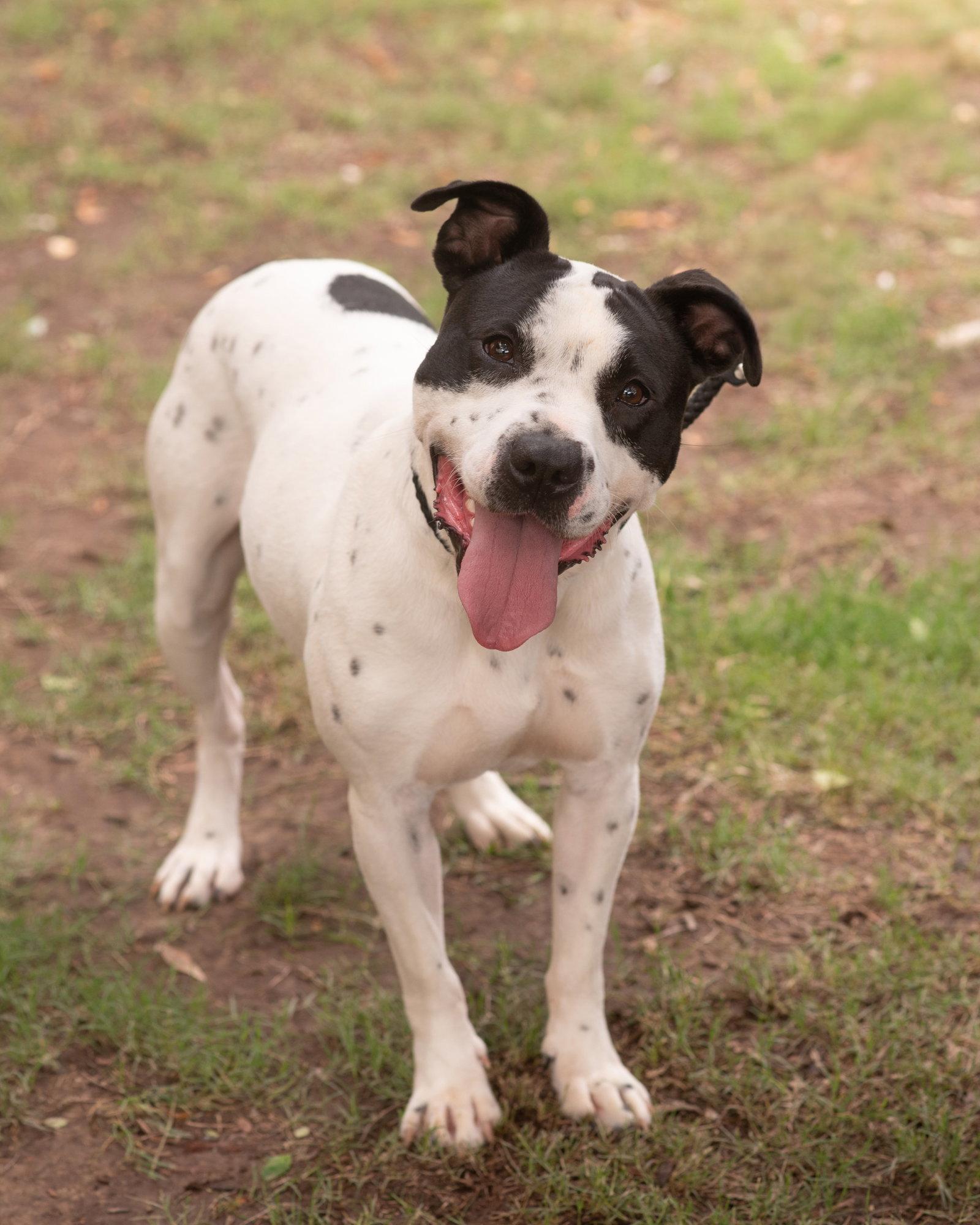 AVA, Adoptable, Adult Female Terrier & Dalmatian.