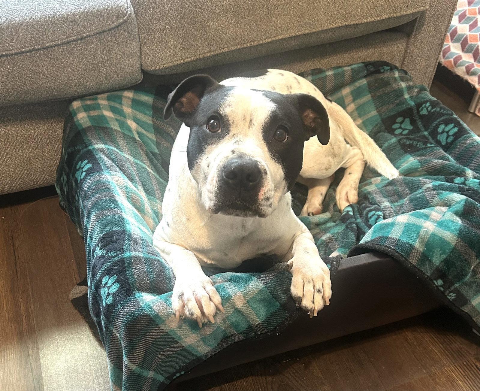 Enlarge AVA, a Adoptable mixed breed in Griswold, CT image 2/3