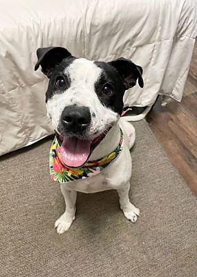Enlarge AVA, a Adoptable mixed breed in Griswold, CT image 3/3