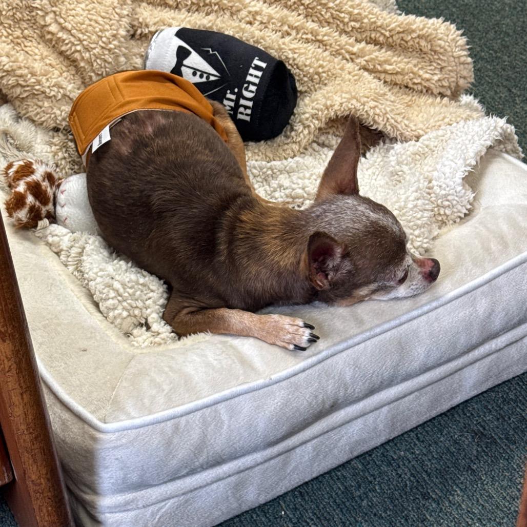 Robby, Adoptable, Senior Male Chihuahua.