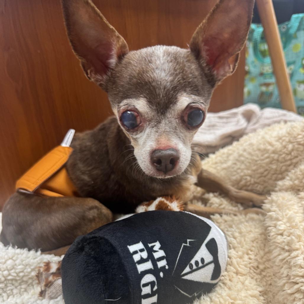 Enlarge Robby, a Adoptable Chihuahua in Austell, GA image 2/6